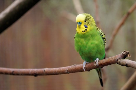 budgie-2201255_960_720 a