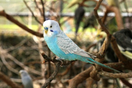 blue-and-white-parakeet